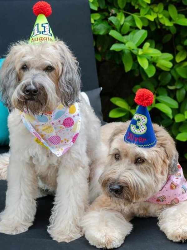Auggie and oliver wheatten terriers wearing their birthday dudiedog bandanas