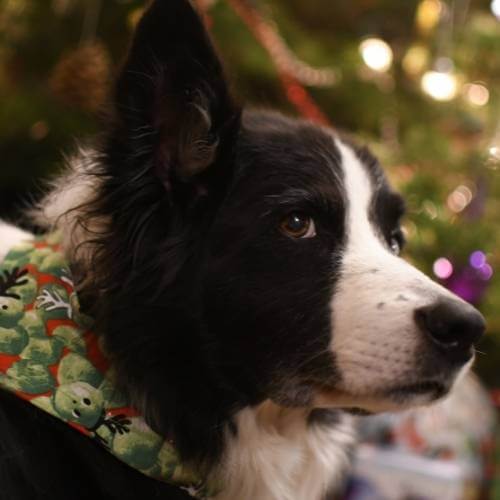 Christmas dog bandanas