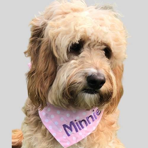 Personalised dog bandanas