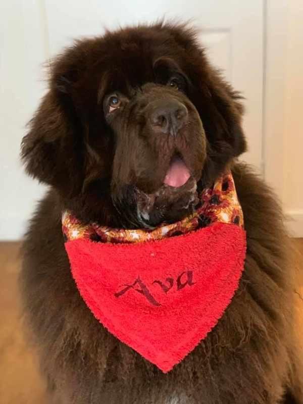Ava Newfie wearing personalised Droolbuster dog bib by Dudiedog
