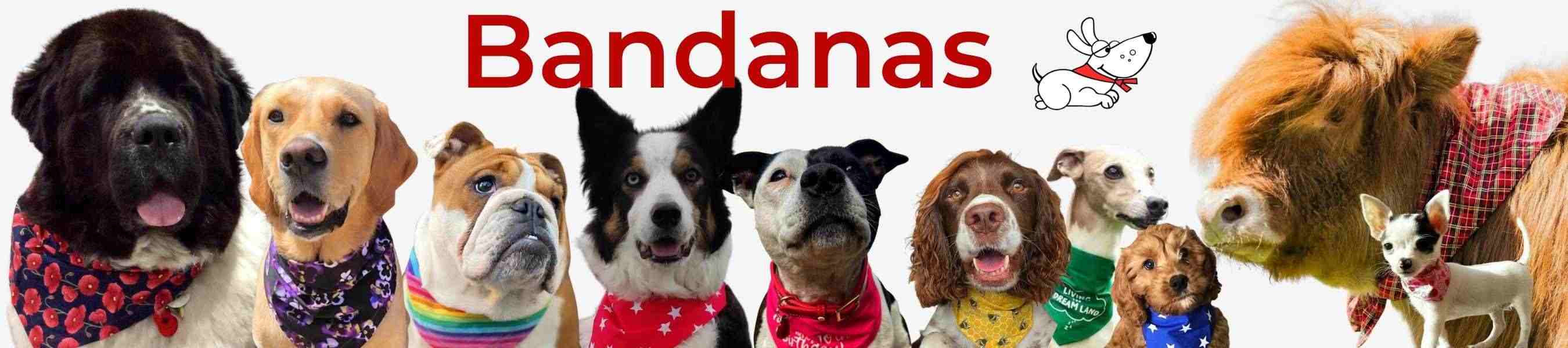 the-best-high-quality-dog-andanas-to-fit-dogs-of-all-shapes-and-sizes