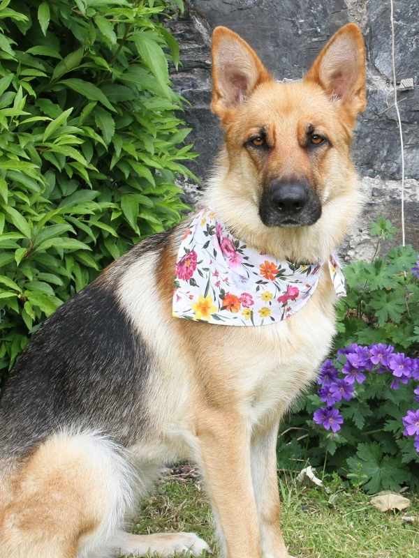 Bella German Shepherd wearing pretty Floral dog bandana