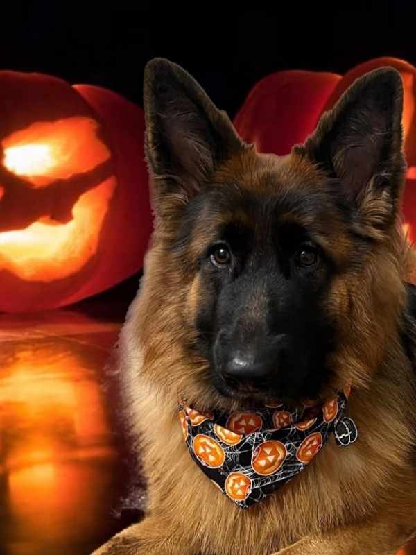 Heidi German Shepherd wearing Halloween Pumpkin dog bandana by Dudiedog