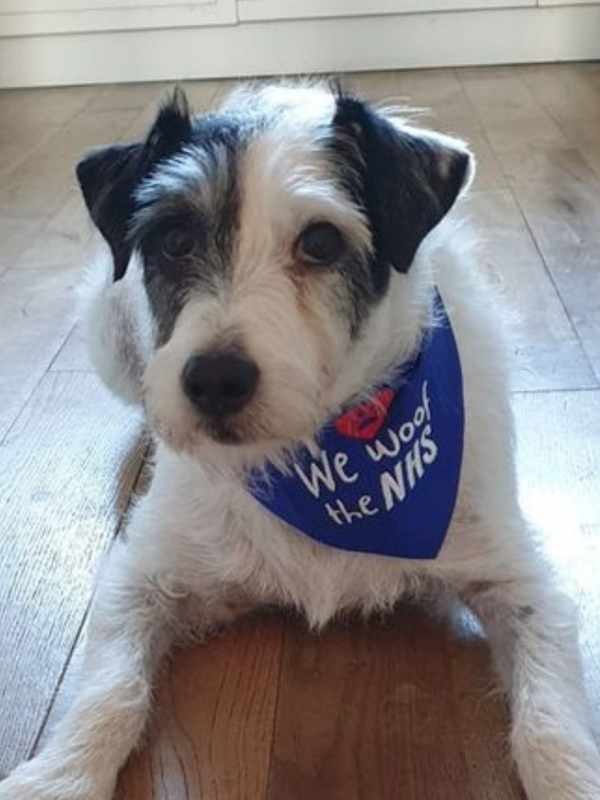 Jack terrier wearing embroidered NHS dog bandana by Dudiedog