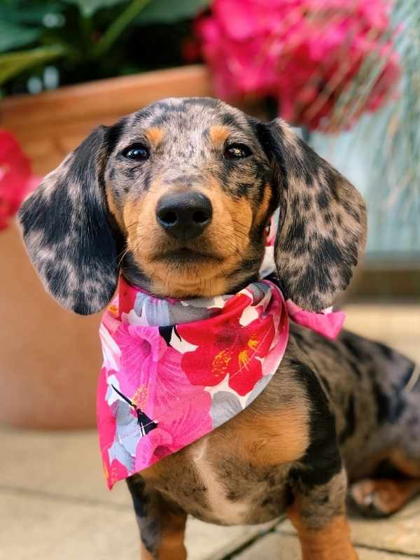 Margot mini dachshund wearing Pink Hawaaian dog bandana by Dudiedog