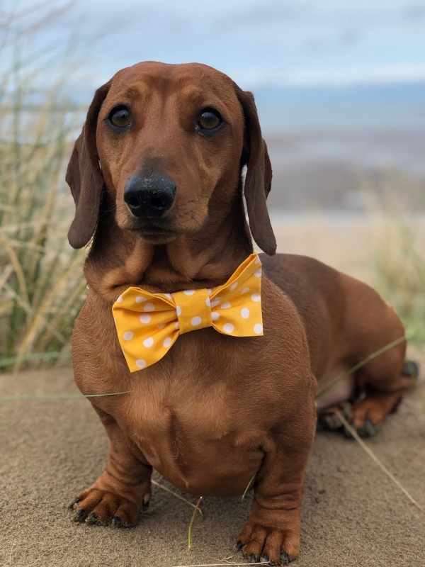 Max Mini dachshund wearing yellow polka dot bow tie by dudiedog bandanas