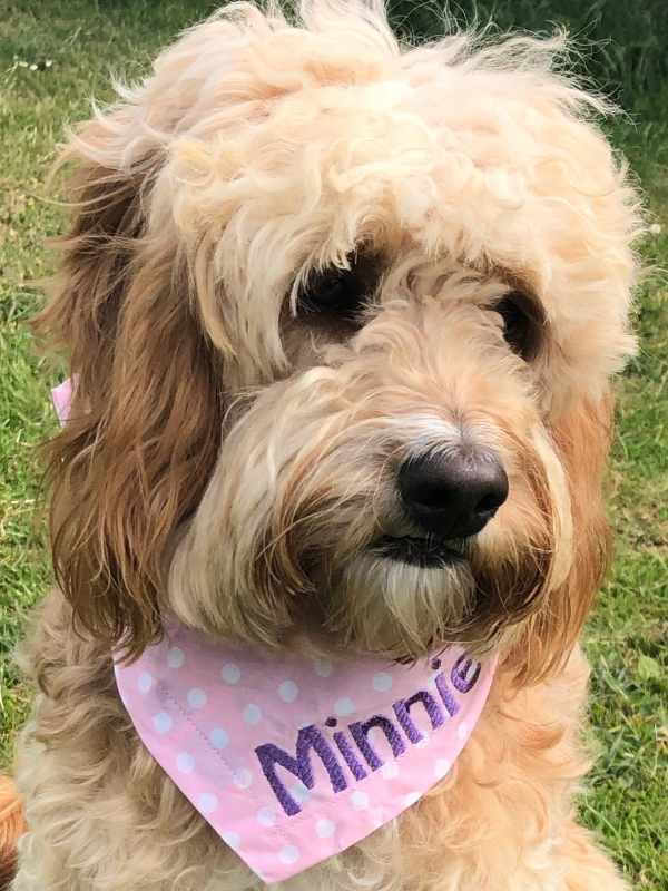 Minnie wearing an embroidered personalised polka dot bandana by Dudiedog