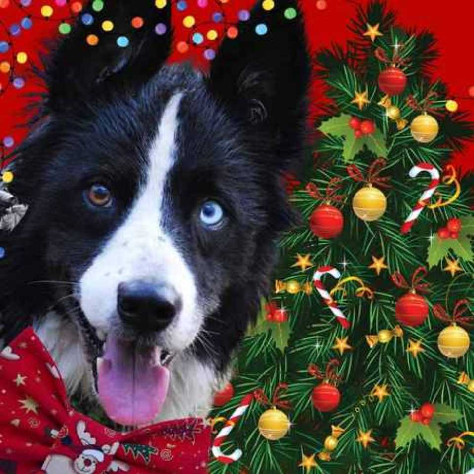 christmas border collie wearing pet bow tie and with xmas tree