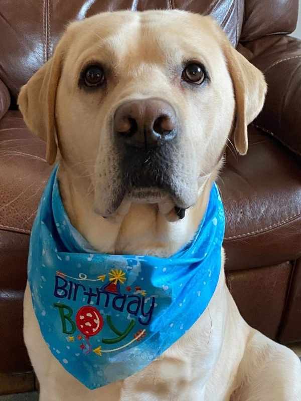 Murphy Golden Labrador wearing blue Birthday Boy dog bandana