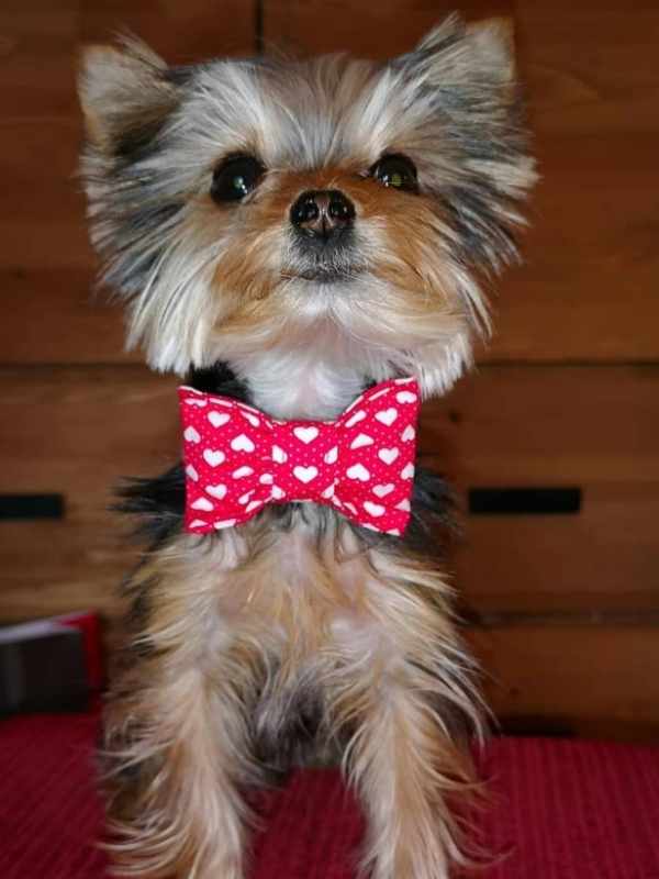 Obama Yorkshire Terrier wearing red bow tie by Dudiedog