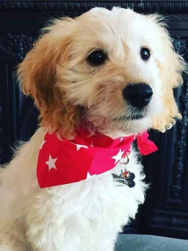 Perdy cockapoo wearing red superstar dog bandana by Dudiedog Bandanas