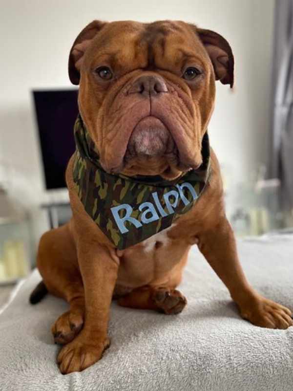 Ralph wearing personalised embroidered camo dog bandana by Dudiedog Bandanas