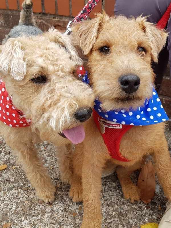 Robson and Poppy terriers wearing polka dot dog bandanas by Dudiedog Bandanas