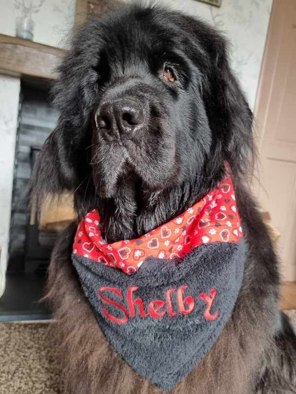 Shelby Newfoundland wearing personalised Droolbuster dog bib by Dudiedog Bandanas