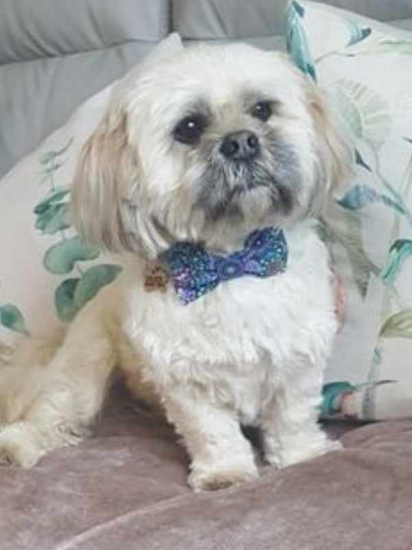 Sir Alfred wearing blue peace bow tie by Dudiedog Bandanas