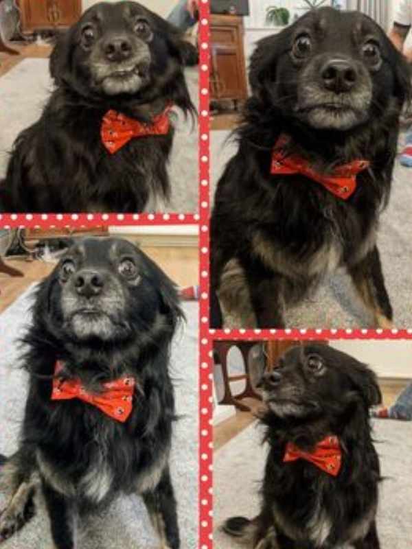 Solo rescue dog wearing red dog bow tie by Dudiedog Bandanas