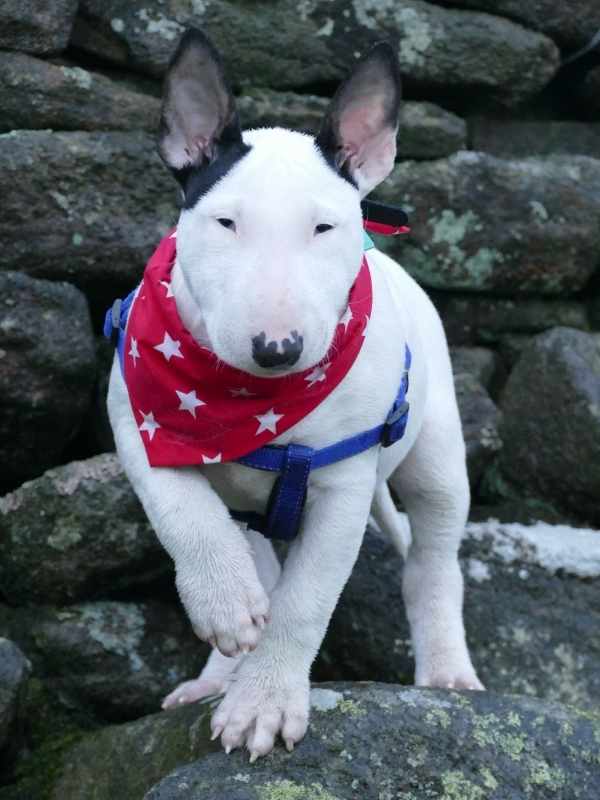 Star english bull terrier wearing red superstar dog bandana by Dudiedog Bandanas