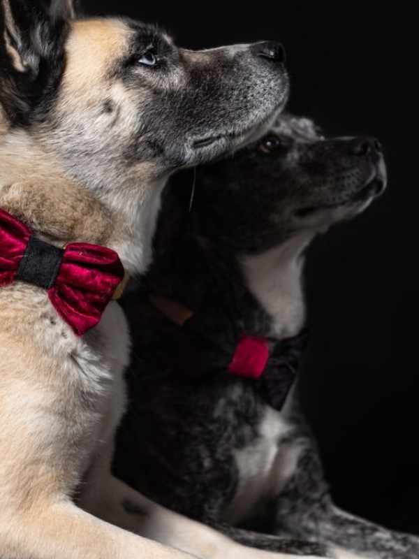 Summer & Ghost rescue dogs wearing custom wedding bow ties by Dudiedog bandanas