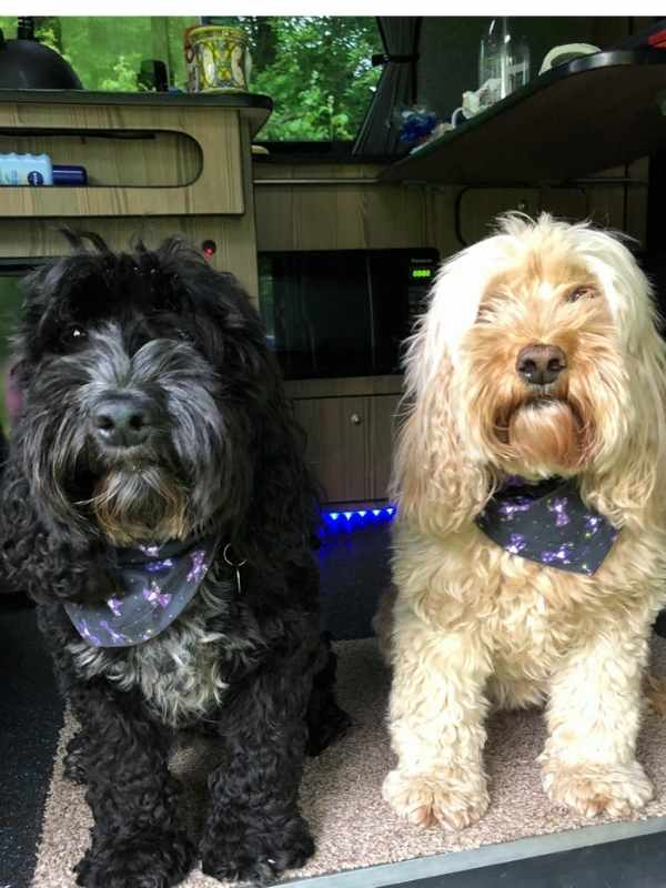 Tippi & Jessie wearing Wizard dog bandanas by Dudiedog Bandanas