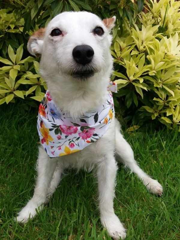 Willow wearing spring floral dog bandana by Dudiedog Bandanas
