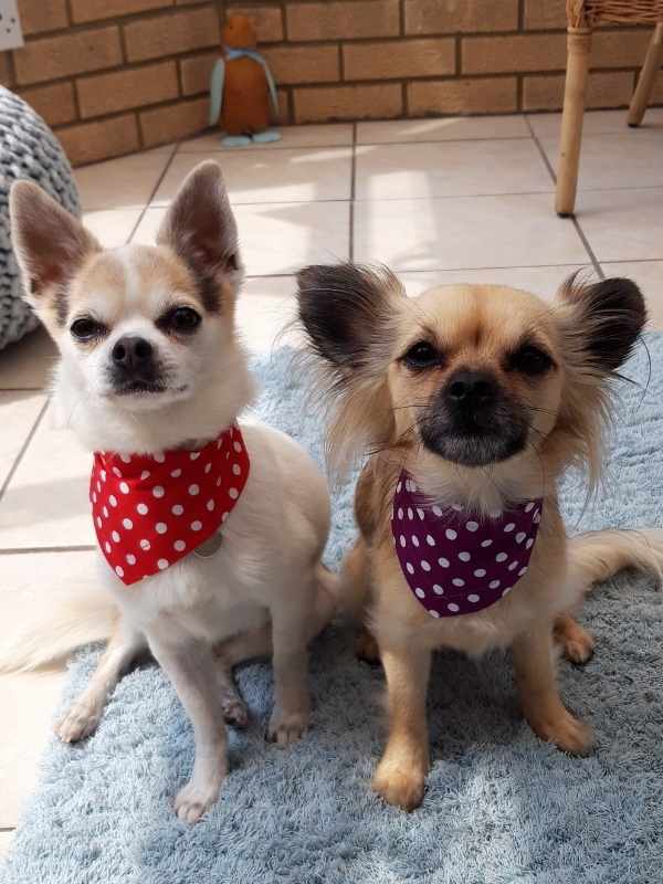 Chihuahuas wearing tiny polka dot bandanas