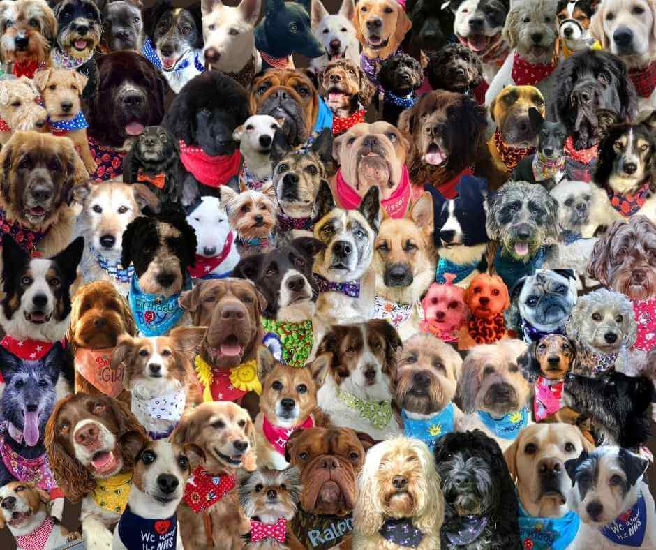 beautiful Dudiedogs all over the world wearing their handmade bandanas, bow ties and droolbuster bibs