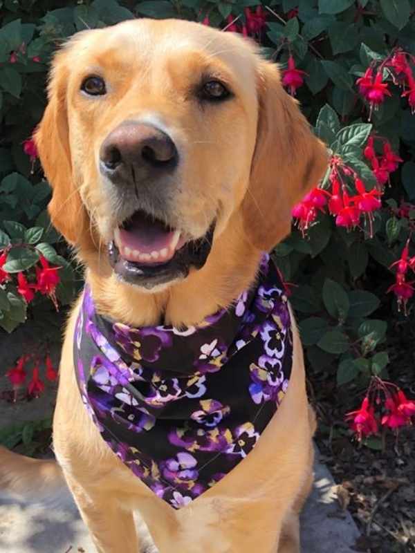 Lucy wearing luxury floral pansy dog bandana by Dudiedog Bandanas