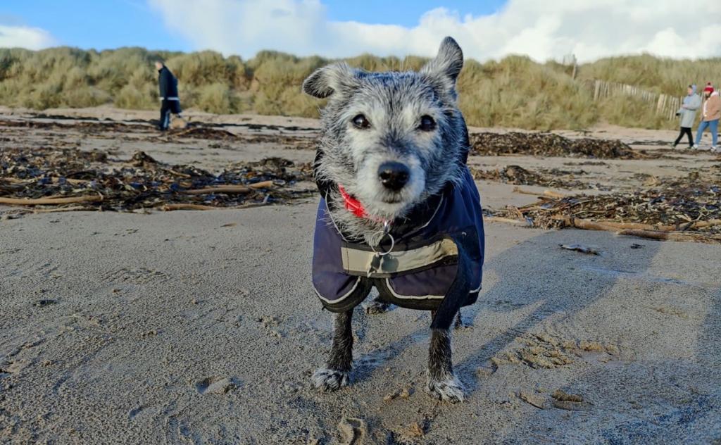 senior dog on a beach wearing a warm dog coat