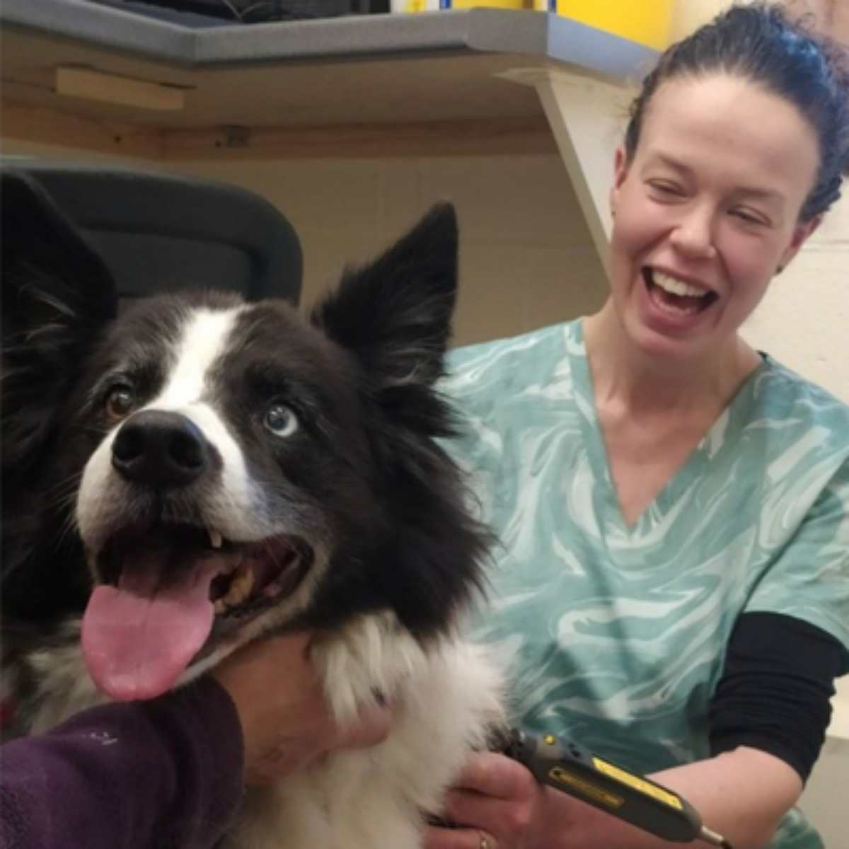skye blue border collie enjoying his physiotherapy session with pet therapist sophie pickard