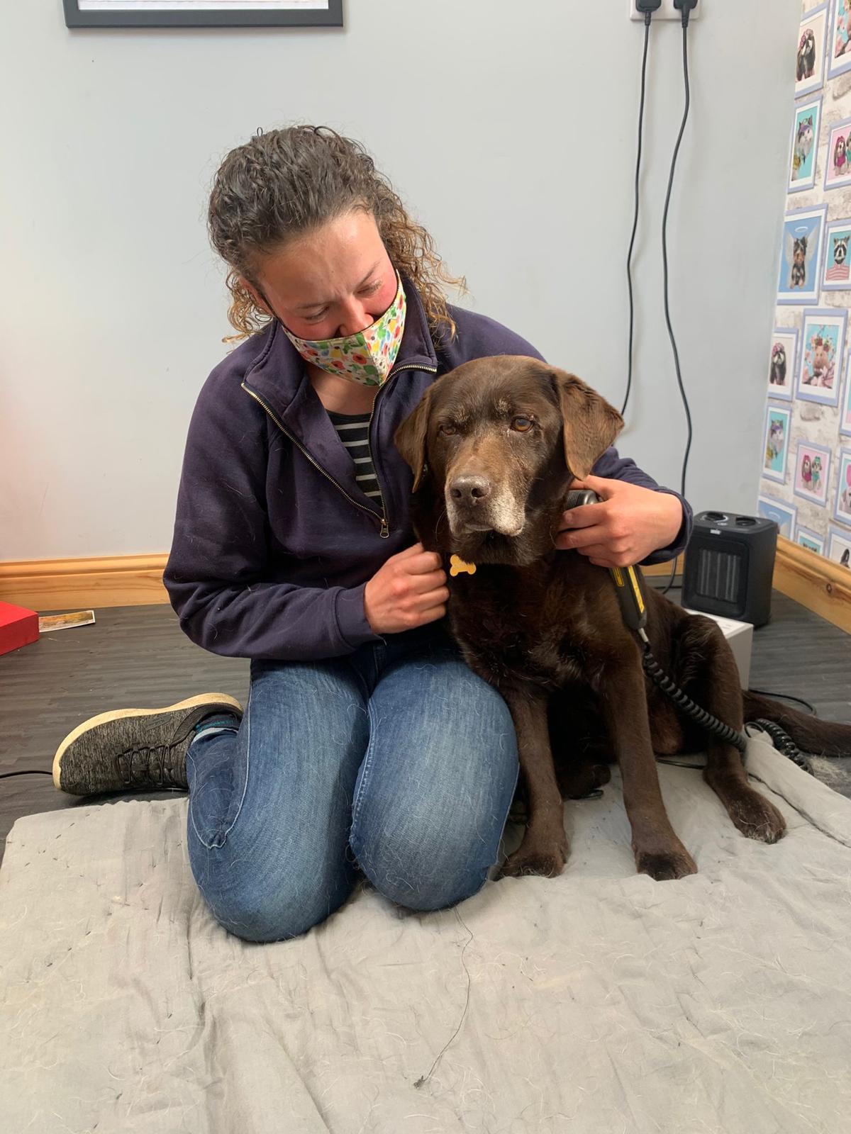 sophie pickard animal phsiotherapist giving laser treatment to a senior chocolate labrador dog 