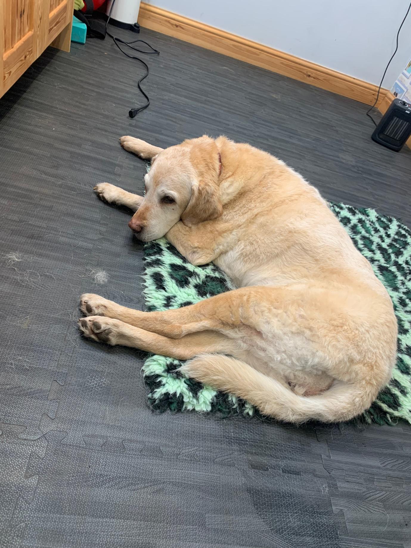 A senior golden labrador dog lying down in a pet physiotherapy clinic