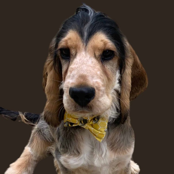Bumble Bee Dog Bow Tie
