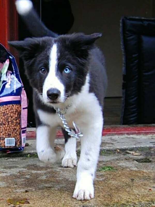 puppy border collie Skye Blue, the day that he arrived