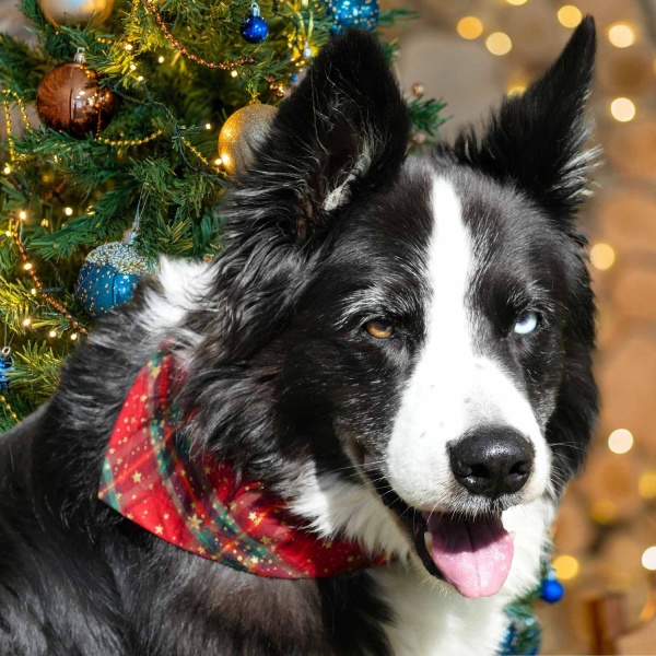 Party Tartan Dog Bandana