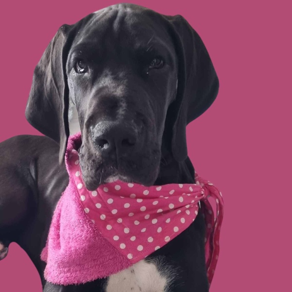 Pink Polka Dot Droolbuster Dog Bib