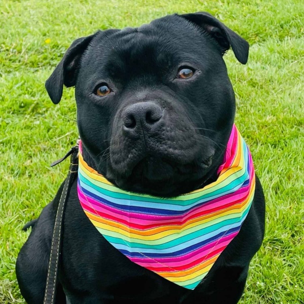 Rainbow Stripe Dog Bandana
