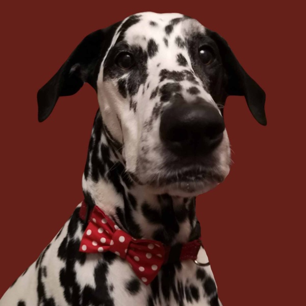 Red Polka Dot Dog Bow Tie