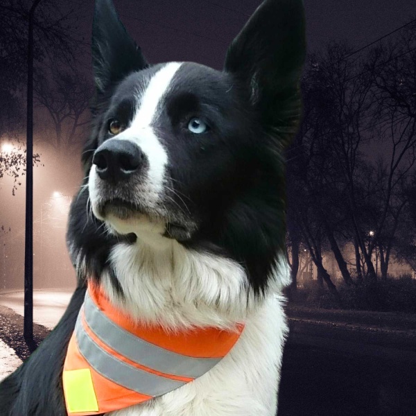 Reflective Safety Dog Bandana