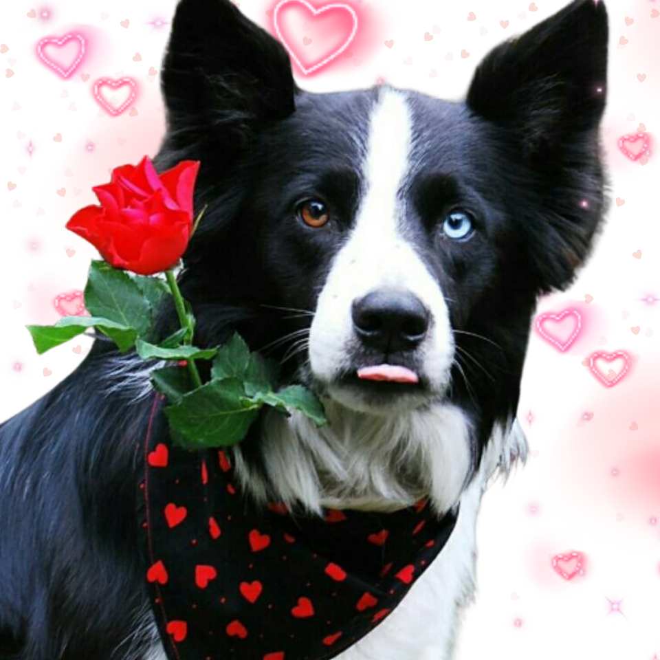 border collie with tongue out and holding a rose wearing valentine dog bandana