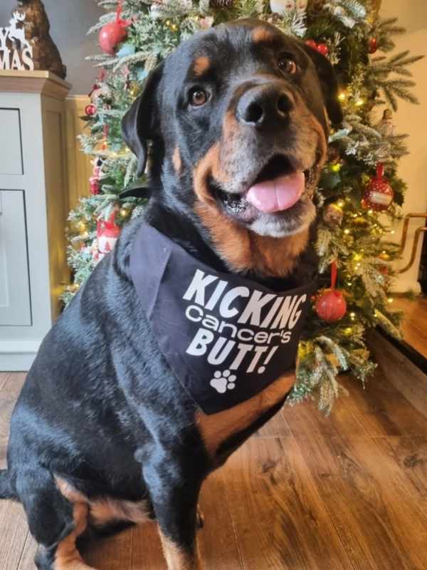Thor Rottweiller wearing custom kicking cancer's butt dog bandana by Dudiedog Bandanas